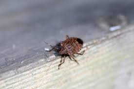 Keep weeds around the garden in control and clean up the garden at the end of the growing season. Why Stink Bugs Are So Active In Fall Plunkett S Pest Control
