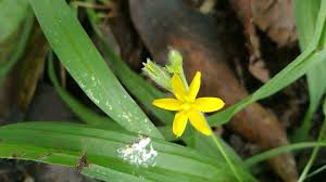 Image result for Hypoxis kilimanjarica
