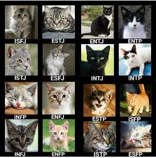 Cat Mbti Mickey Is My Soulmate Intj Personality Mbti