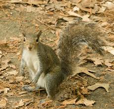 Eastern Gray Squirrel Encyclopedia Of Life