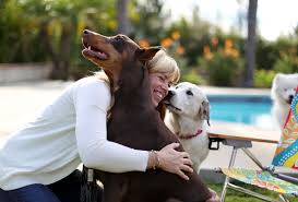 (1 days ago) find a pet hospice or euthanasia provider near you. All Dogs May Go To Heaven These Days Some Go To Hospice The New York Times