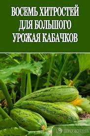 уход за огурцами в открытом грунте от посадки до урожая Vosem Hitrostej Dlya Bolshogo Urozhaya Kabachkov Sadovodstvo Ovoshnoj Sad Ovoshnoj Ogorod