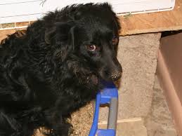 When life hands you a dog covered in poop, make (were you expecting lemonade lather your hands with as much dog shampoo as possible and touch the parts of your dog you have rinsed, but can't deny are still covered in poop. 3 Reasons Why My Puppy Hides To Poop And Pee Pethelpful
