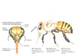 Μέλισσα | Το μελίσσι