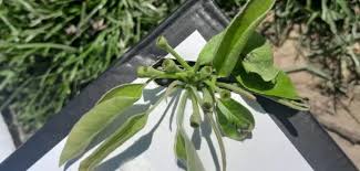 Sadownicy nie śpią drugą noc. Nawet -10°C w sadach