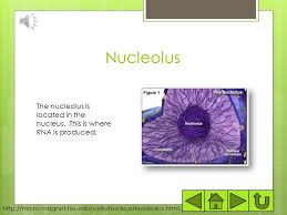 Much like an organ serves a specific function in an. Plant Organelles And Their Functions Ms Toledo S 9 Th Grade Biology Class Ppt Download