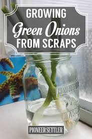Clip the new shoots off as needed for cooking, garnish, or other culinary applications. How To Grow Green Onions From Scraps In Water