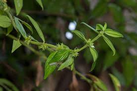 Image result for Hexasepalum sarmentosum