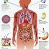 Mar 22, 2021 · which four body systems interact to allow a person to sneeze? 1