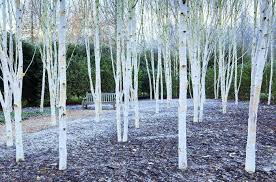 Natalie jo brzoza, md in pittsburgh, pa, sewickley, pa. Brzoza Pozyteczna Betula Utilis Brzoza Swietne Drzewo Do Ogrodu E Ogrody Rosliny