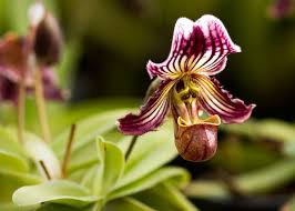 Image result for Phaius occidentalis
