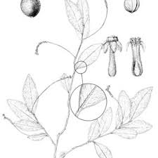 Image result for Octolepis decalepis