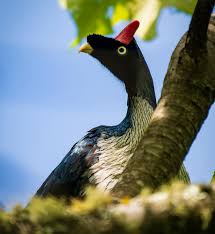 Image result for Hua gabonii