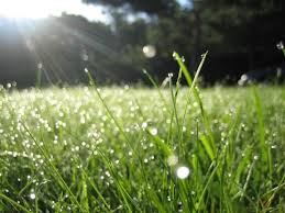 The Morning Dew A Poem By Purple Esprit All Poetry