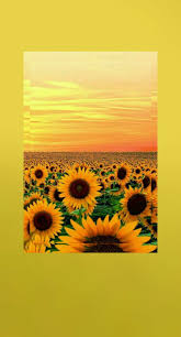 Amarillo Fondos Aesthetic Girasoles Fondo De Pantalla Amarillo Iphone Fondos De Pantalla De Iphone Fondos De Colores