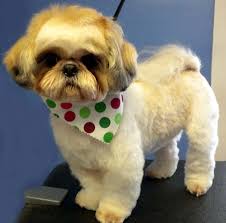 Pin On All Things Shih Tzu