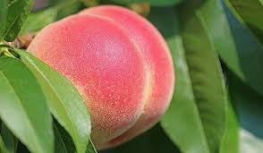 They're also low in calories and high in fiber, which is good for your dog's stomach. Can Dogs Eat Peaches