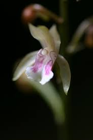 Image result for Oeceoclades maculata