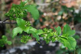 Image result for Vangueria madagascariensis