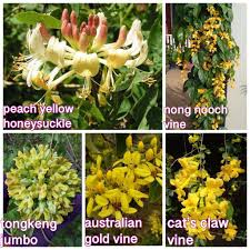 Bunga yang satu ini bagus saat kering maupun segar dan tergolong mudah ditemui. Pokok Bunga Kuning Home Furniture Gardening On Carousell