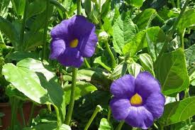 Image result for Thunbergia