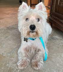 Use the nationwide database of dogs looking for good homes below! Adopt Chester On Petfinder Westie Terrier Westie Dogs Westies