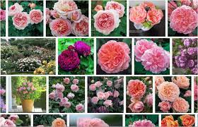 Another of rountree's favorites is a new david austin introduction, 'the ancient mariner'. Episode 305 American Flowers Week Recap Rebecca Reed Of David Austin Roses Debra Prinzing