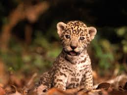 Now you can use these photos. The Animals Biography Jaguar