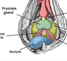 Can prostate cancer be cured. Prostate Cancer Clinical Features Screening Teachmesurgery