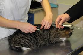 Konsultiere deinen tierarzt bei weiteren fragen zum mikrochippen deiner katze. Impfen Von Hunden Und Katzen Kleintierpraxis Am Olper See Tierarzt Dr Schlenker Und Kollegen