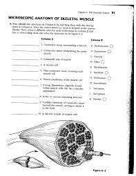 Anatomy And Physiology Coloring Workbook Chapter 6