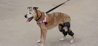 Maybe you would like to learn more about one of these? The 10 Best Knee Braces For Dogs In 2021 Petmag