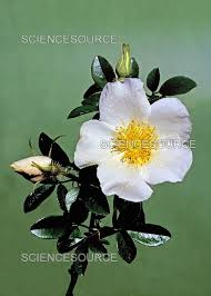 Image result for Rosa laevigata