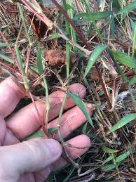 Image result for Digitaria ciliaris