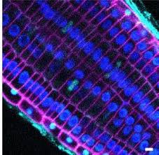 Aug 18, 2021 · title abbreviations for journals in the areas of biology and chemistry. Plantae Focus Issue Plant Cell Biology Submissions Due May 1 2021 Plantae