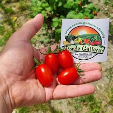 Image result for tomato Datterino