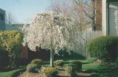 Weeping trees are characterized by soft, limp twigs. 15 Weeping Cherry Tree Ideas Weeping Cherry Tree Cherry Tree Weeping Trees