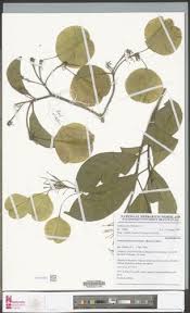 Image result for Petersianthus macrocarpus