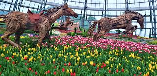 Local Guides Connect Tulips In Vietnam Real Or Fake Local Guides Connect