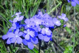 Image result for Buchnera randii