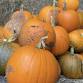 Pumpkin Patch & Halloween Festival event in Enniskillen