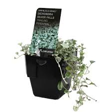 125mm Dichondra Silver Falls Dichondra Argentea Bunnings Warehouse Silver Falls Dichondra Silver Falls How To Make Terrariums