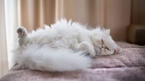 See full list on thesprucepets.com 8 Facts About Persian Cats Kings Of The Lap Nappers Howstuffworks