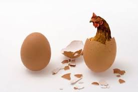 Ayam petelur merupakan ayam betina yang telah ditujukan untuk menghasilkan telur yang. Duluan Ayam Atau Telur Sains Akhirnya Ungkap Mana Yang Lebih Dulu Semua Halaman Intisari