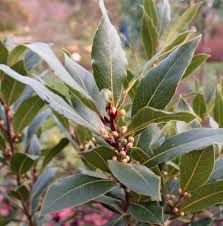 Image result for bay leaf bush foto