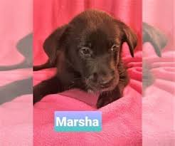I have 3 males ( 2 black and whites, 1dark brown) and 1 female ( brandle) black lab german shepherd mix puppies, they are. View Ad Golden Labrador Dog For Adoption Near Michigan Memphis Usa Adn 215099