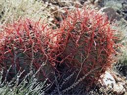 Adding pebbles or small rocks around where the plant's root system will grow can help to keep the soil loose and encourage drainage. How To Grow Ferocactus And Care Barrel Cactus Cactus Seeds Cactus