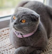 The scottish fold munchkins are a cross between a scottish fold and a munchkin cat. Scottish Fold Kittens For Sale Adoptapet Com
