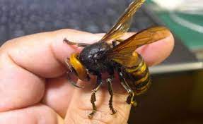 No concelho de leiria, são já 130 os ninhos de vespa velutina sinalizados e destruídos, desde o primeiro caso, em 2017. Fafe Disponibiliza Plataforma Para Comunicacao De Ninhos De Vespas Asiaticas