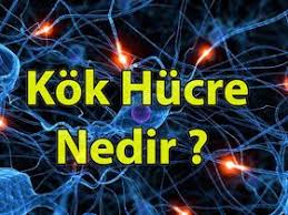 Sagligim Kok Hucre Nedir Website Resources Topics